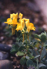 Linaria thymifolia